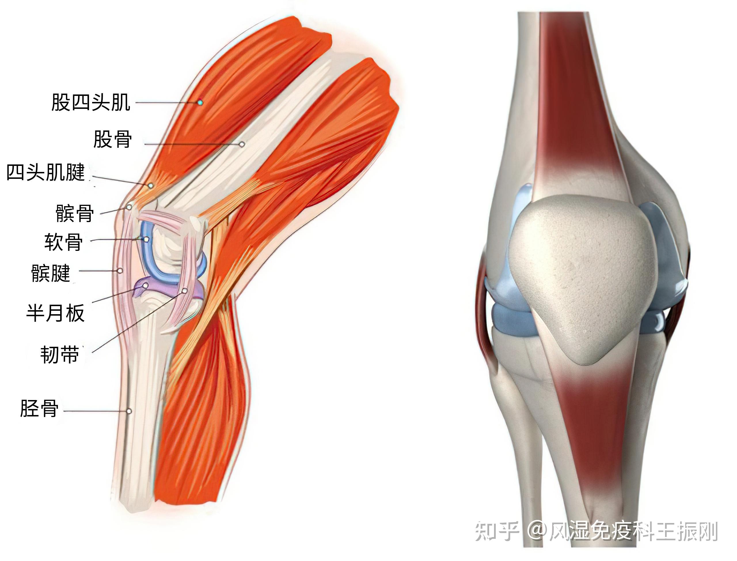 骨關節(jié)、肌腱和韌帶損傷