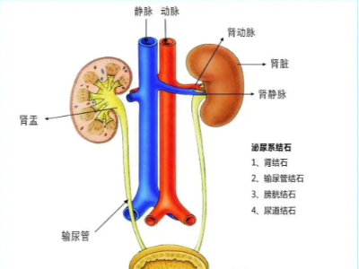 腎、膀胱等泌尿外科疾病